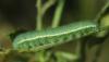 307581 – Photo : Axel Dehalleux – France (77)
